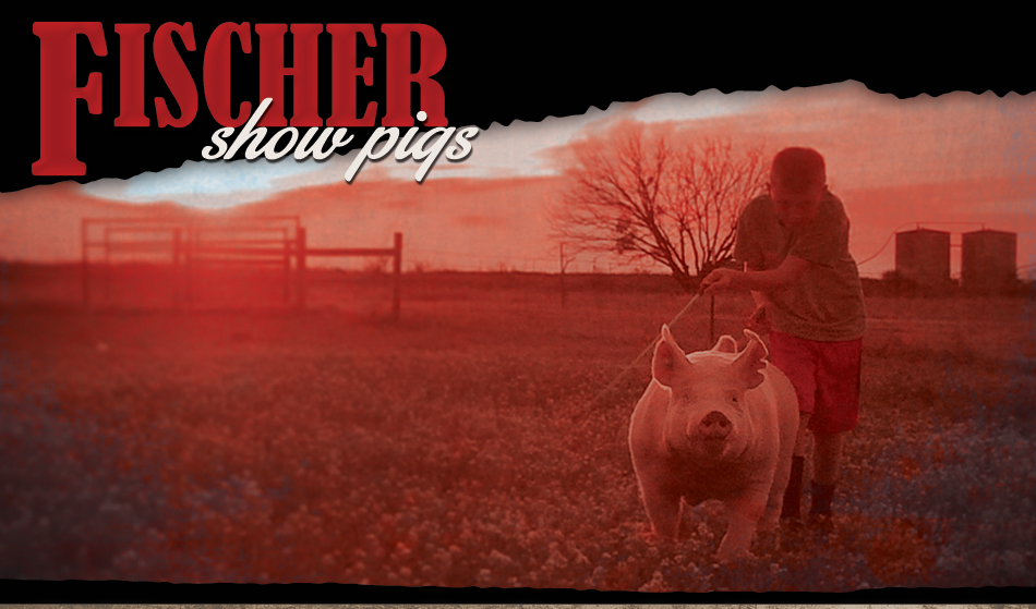 Fischer Showpigs